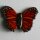Schmetterling braun