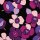 Polyester Crash Begonia lila